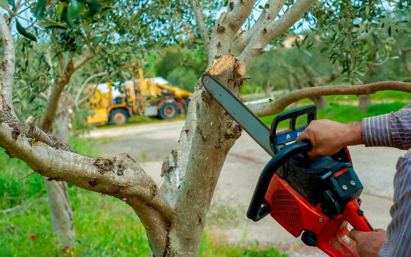 chainsaw-cutting-a-tree