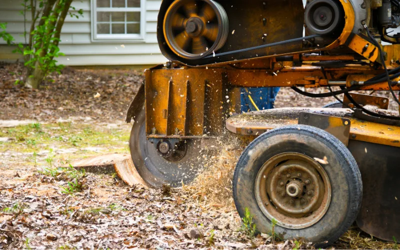 stump grinding with machine