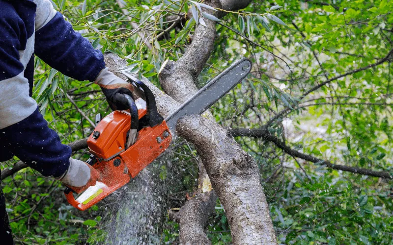 trim-tree-cut-branch