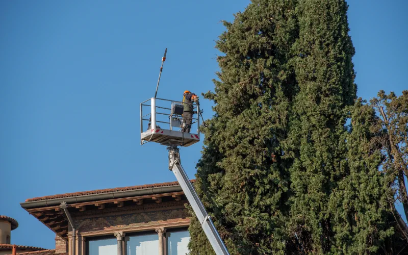 cutting trees up high